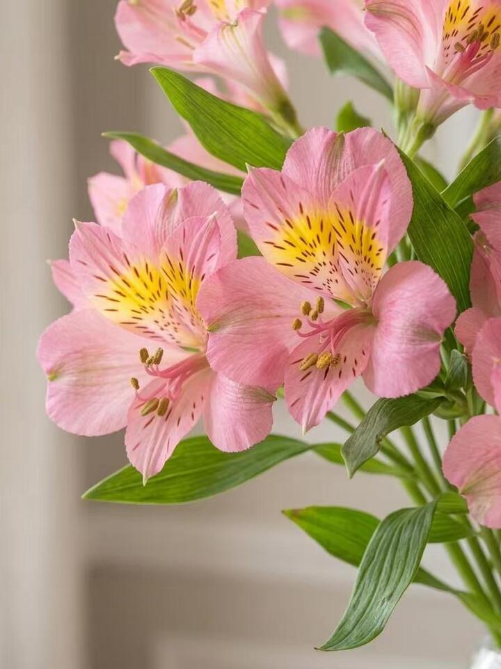 Pink Alstroemeria Pink Alstroemeria