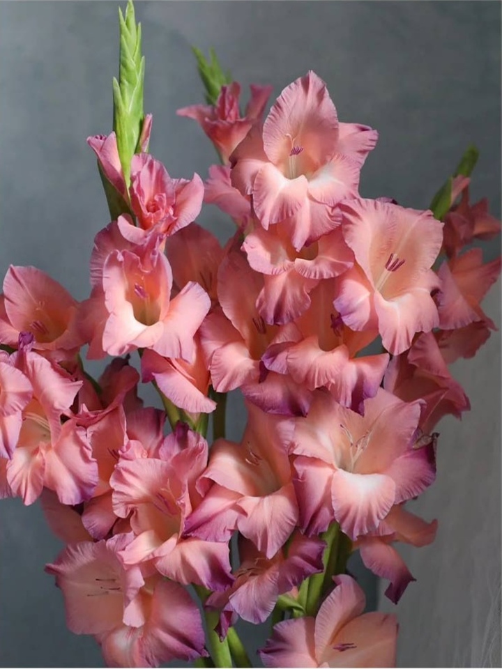 Retro Gladiolus Retro Gladiolus