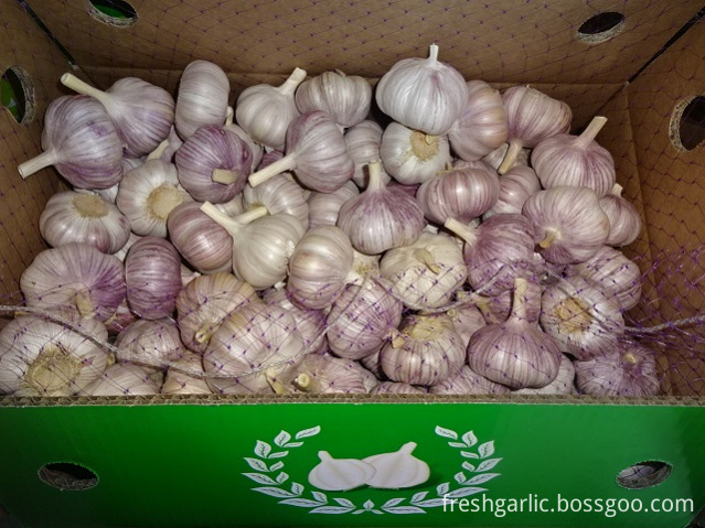 Fresh Garlic