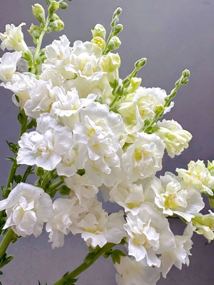 White Snapdragon White Snapdragon