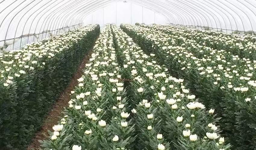Kennedy white chrysanthemum Kennedy white chrysanthemum