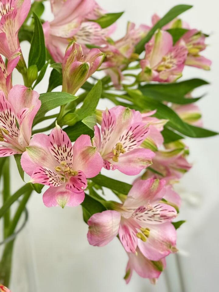 Pink Alstroemeria Pink Alstroemeria