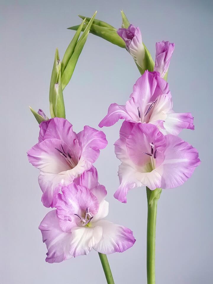 Juliet Gladiolus Juliet Gladiolus