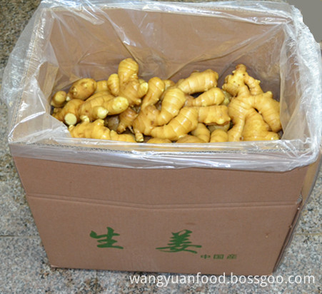 Shandong Fresh Ginger Shandong Fresh Ginger