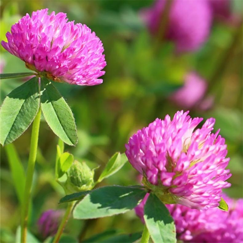 Red Clover 3