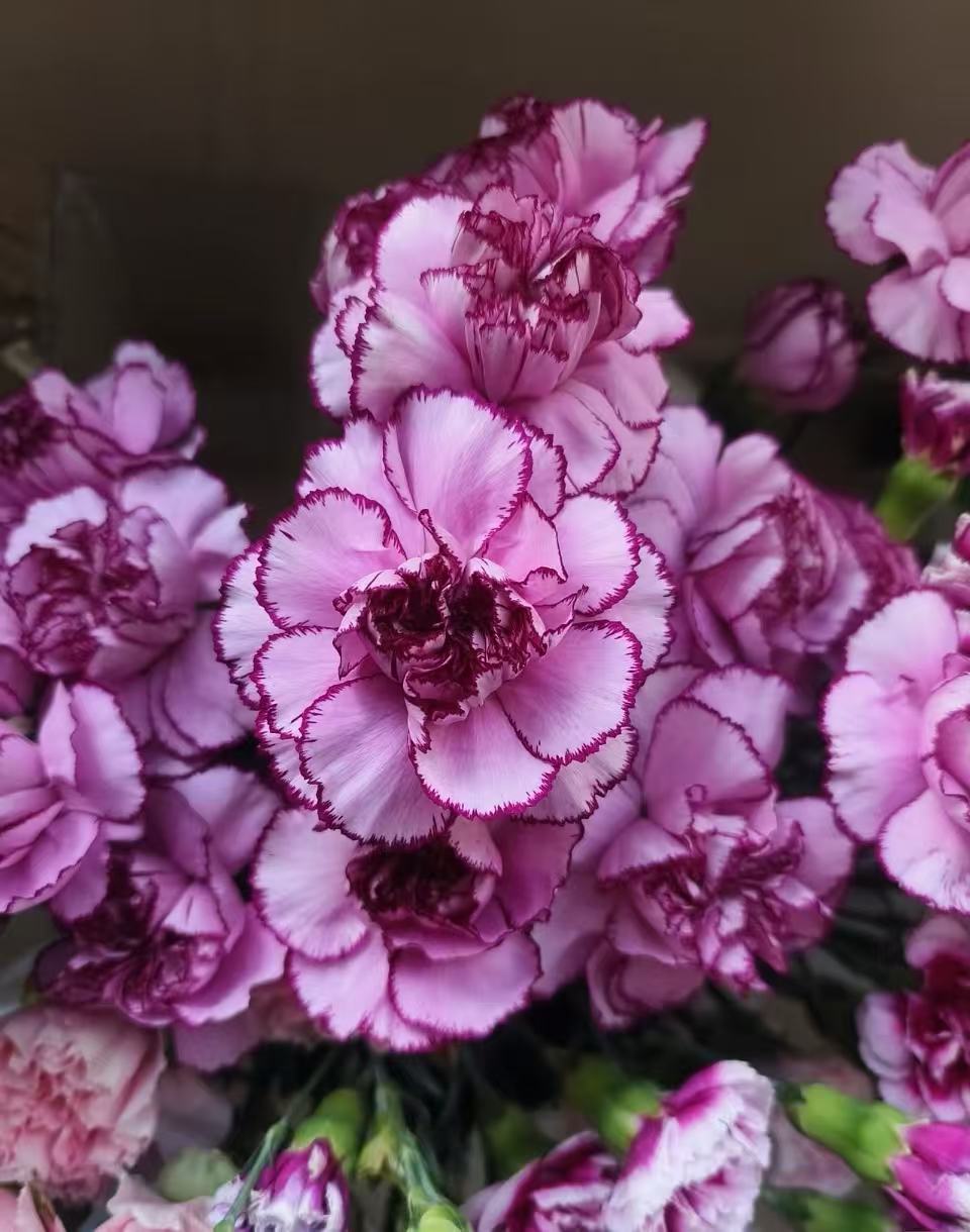 Single-headed carnation Purple Zixia Single-headed carnation Purple Zixia