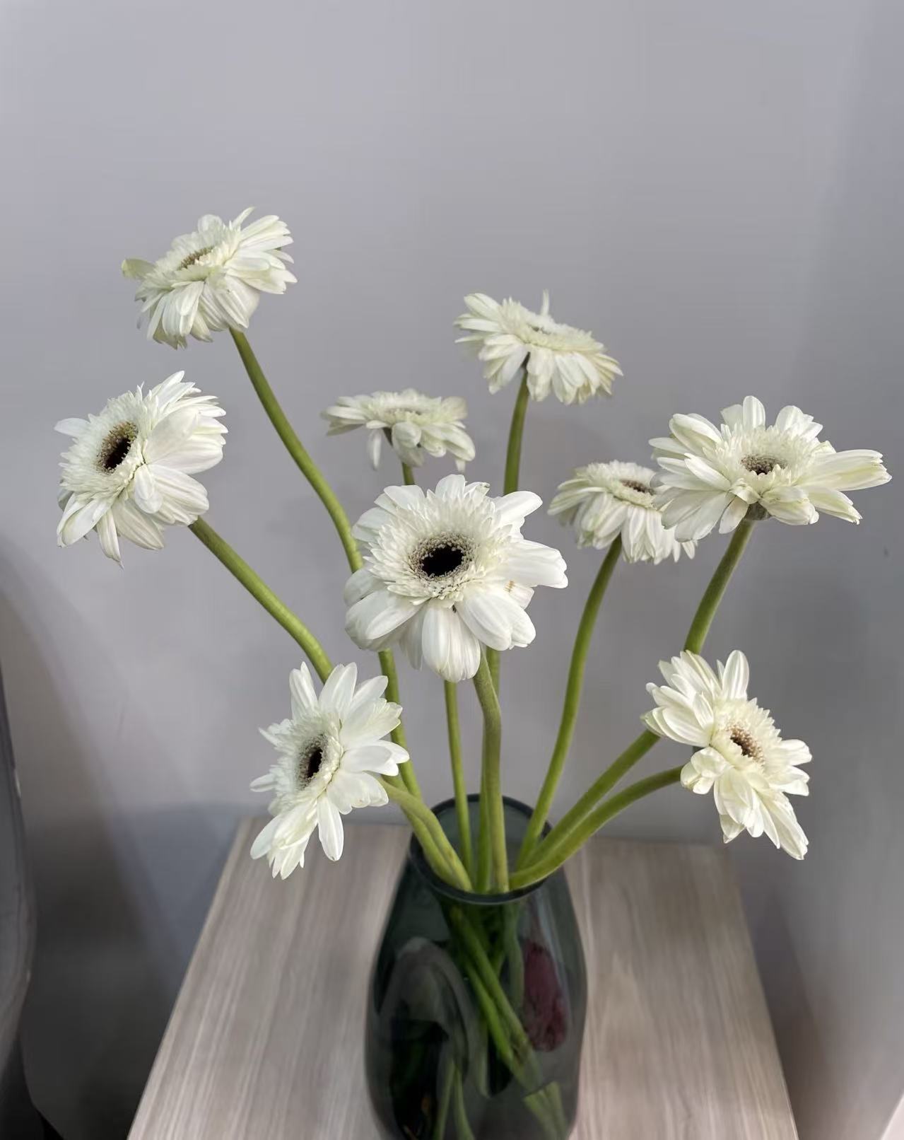 Standard chrysanthemum Yili Gerbera Standard chrysanthemum Yili Gerbera