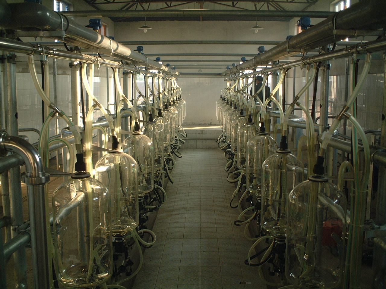 milking parlor