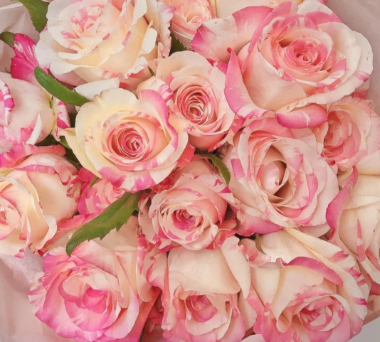 Nishang Rose Nishang Rose