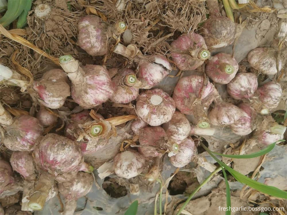 Normal White Garlic