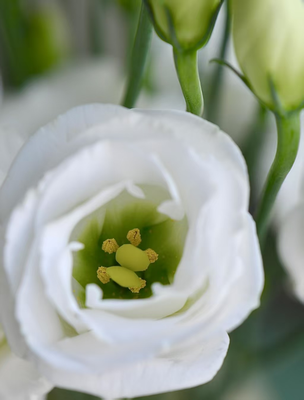 White Lisianthus/Eustoma White Lisianthus/Eustoma