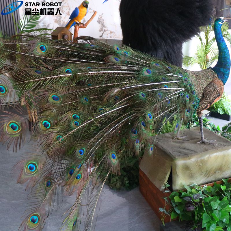 peacock4 peacock4