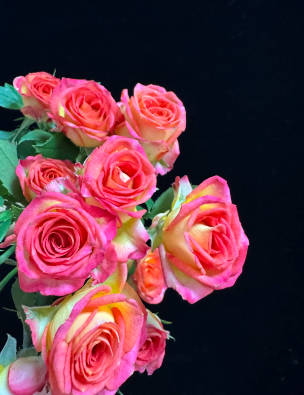 Summer Dance Rose Summer Dance Rose