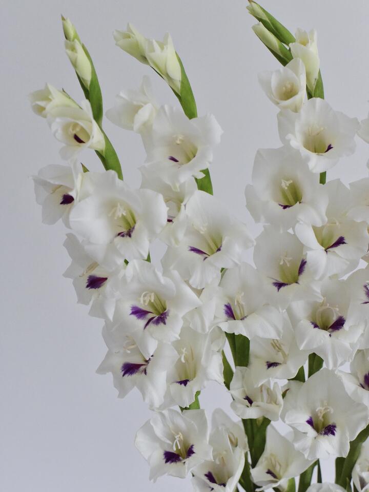 Catherine Gladiolus Catherine Gladiolus