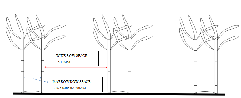 Planting rows-wide and narrow row space planting way Planting rows-wide and narrow row space planting way
