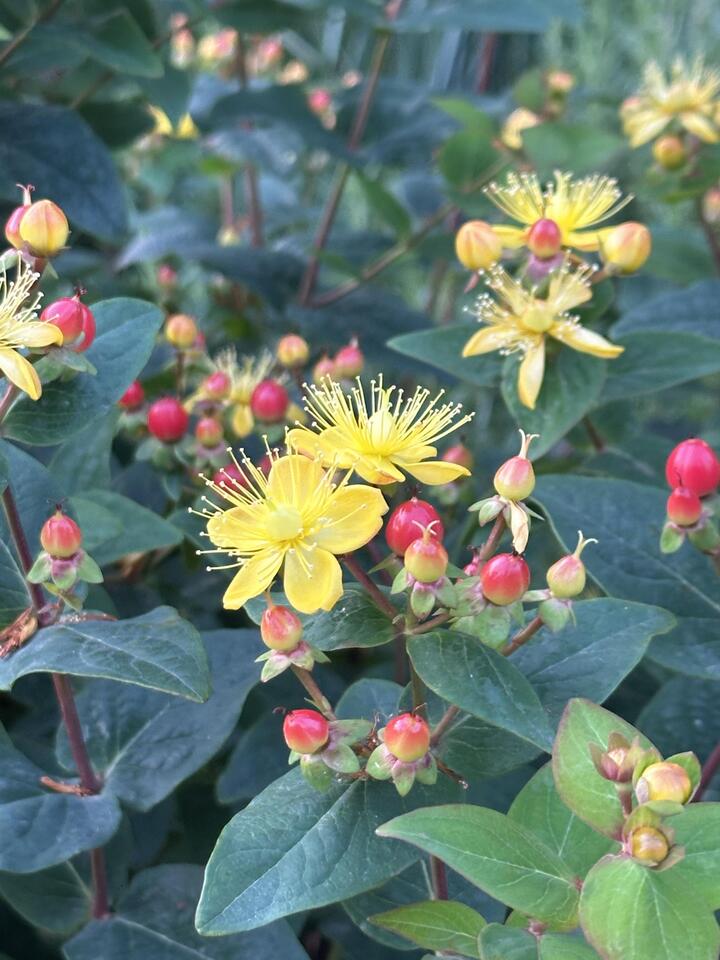 Hypericum Hypericum