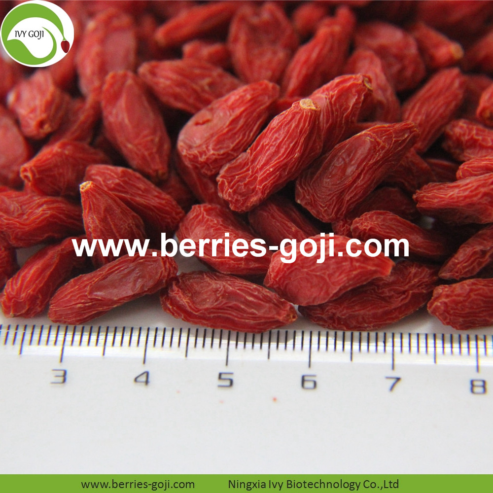 Lycium Chinense Lycium Chinense