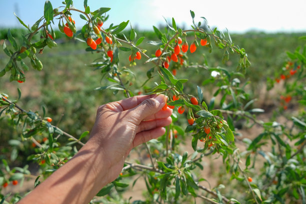 Goji berry powder Goji berry powder