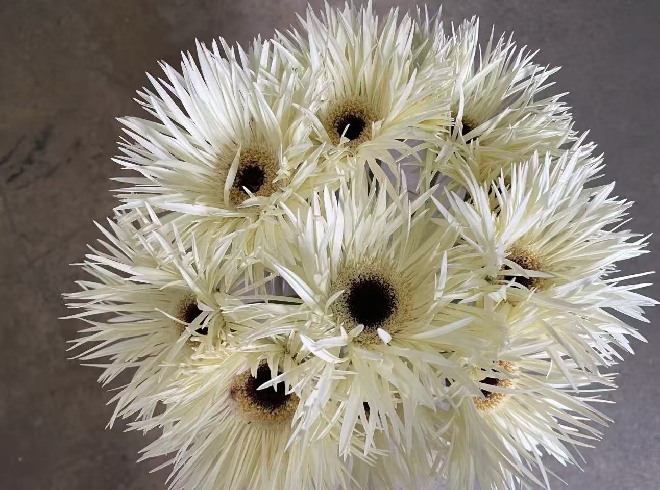 Standard white chrysanthemum Silky Gerbera Standard white chrysanthemum Silky Gerbera