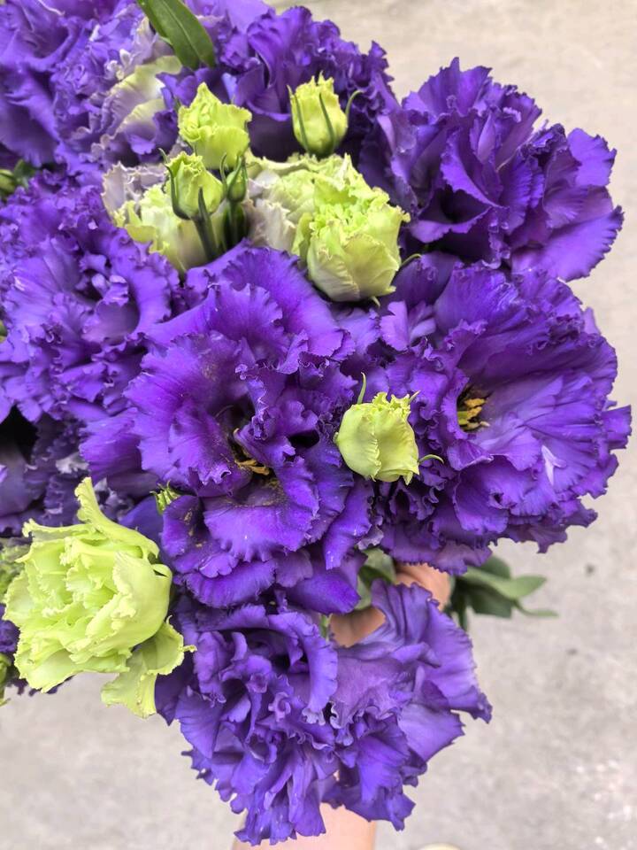 Wave Dark Purple Lisianthus Wave Dark Purple Lisianthus