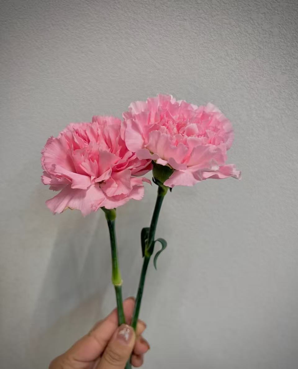 Single-headed carnation powder zhuan Single-headed carnation powder zhuan