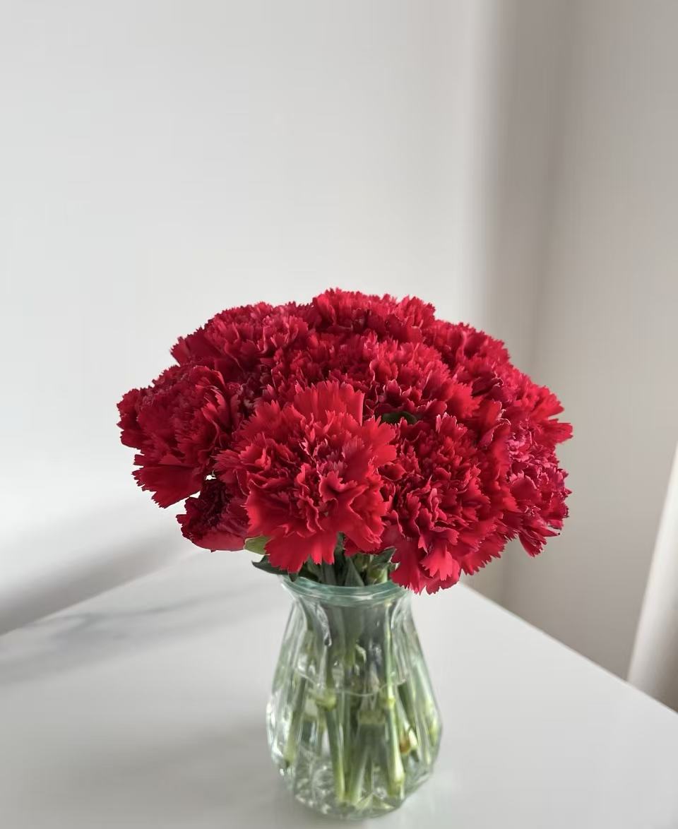 Single-headed Red carnation Single-headed Red carnation