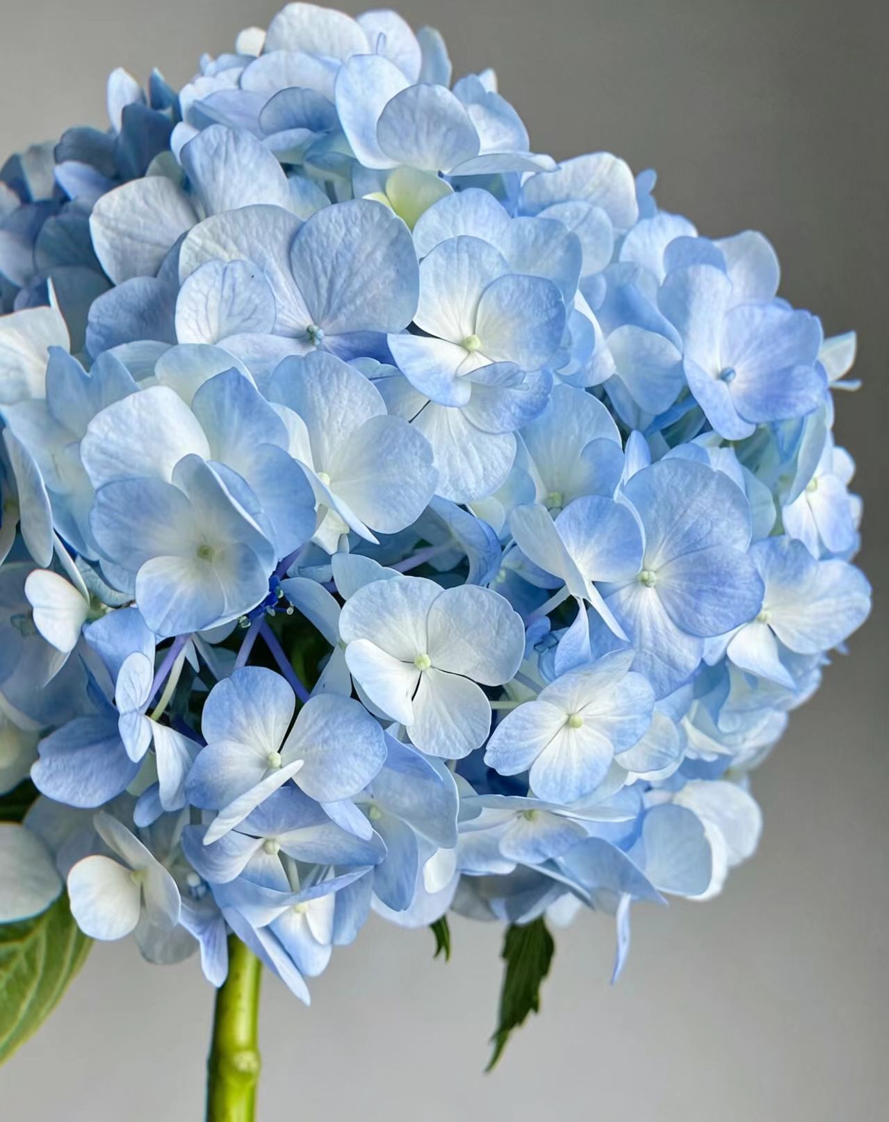 Light blue single Hydrangea Light blue single Hydrangea