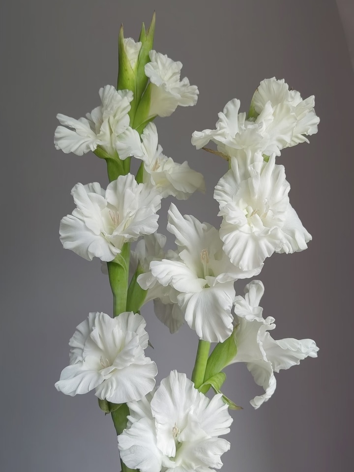 White Gladiolus White Gladiolus