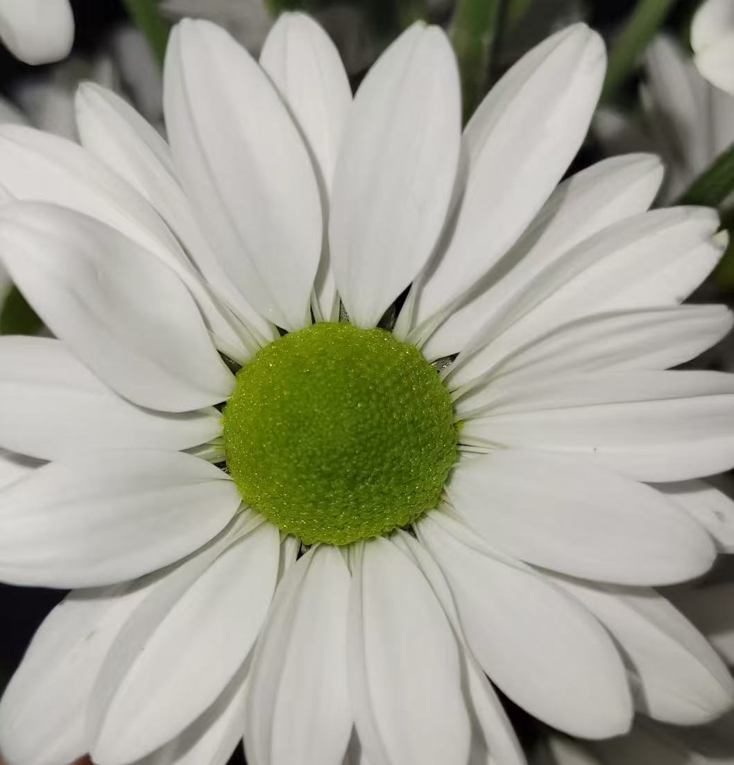 Salmon and small white chrysanthemum Salmon and small white chrysanthemum