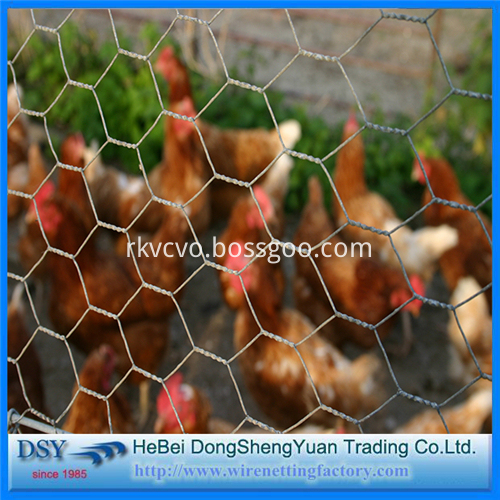 Hexagonal Wire Mesh 