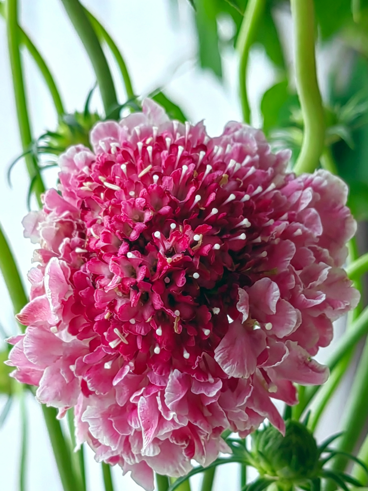 Pink Scabious Pink Scabious