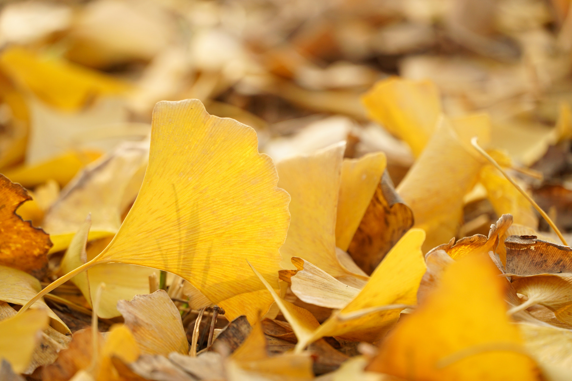 Ginkgo Biloba Ginkgo Biloba
