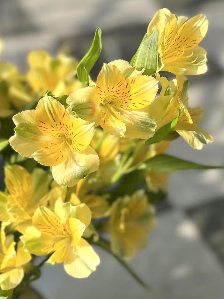 Yellow Alstroemeria Yellow Alstroemeria