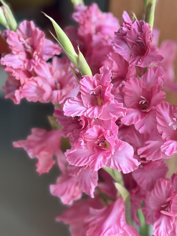 Purple Cloud Gladiolus Purple Cloud Gladiolus