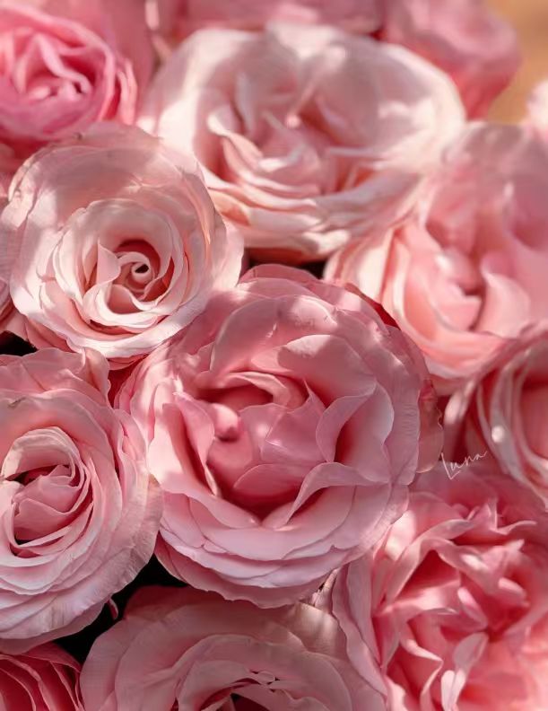 Harmonie Rose Harmonie Rose