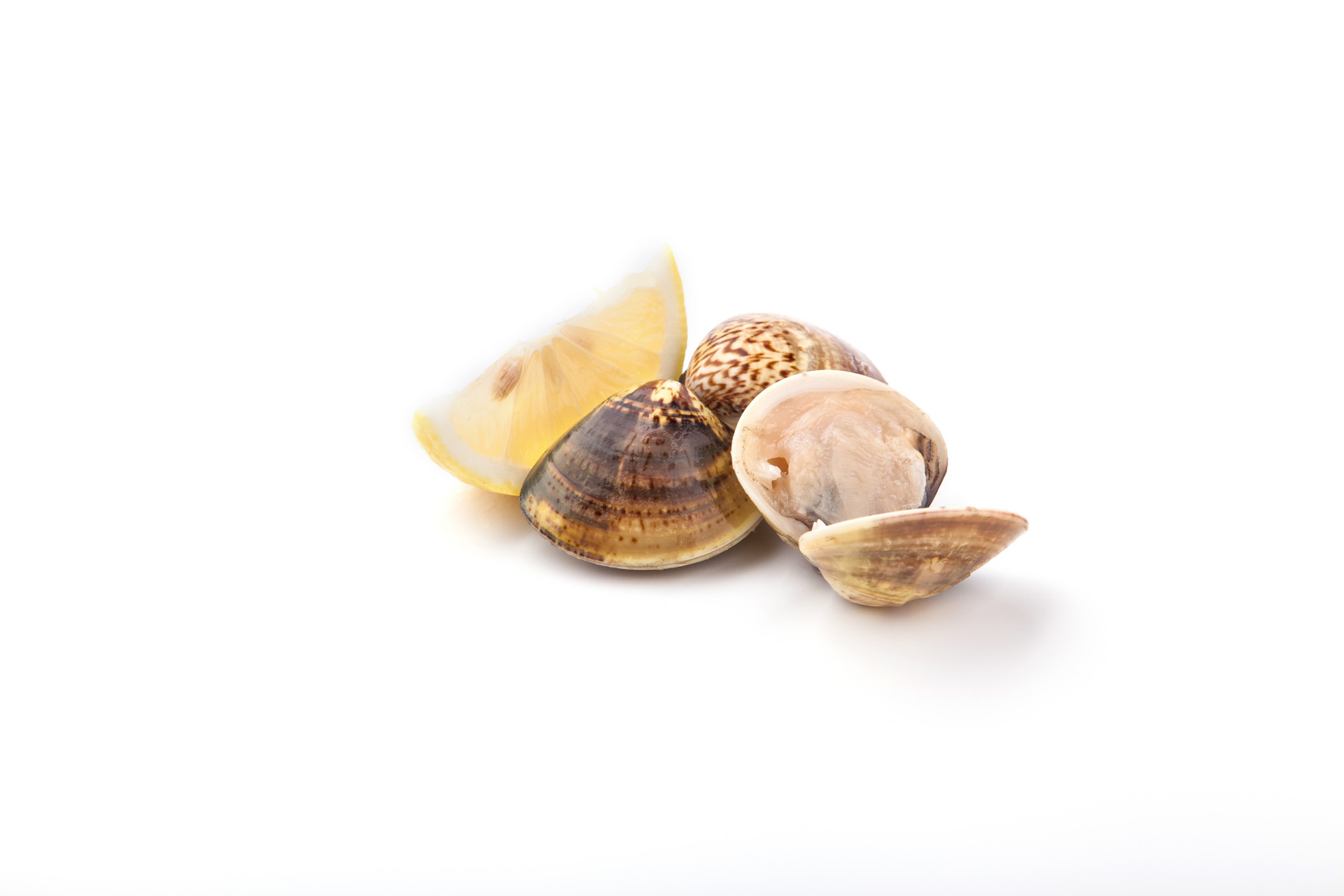 Shell Shell