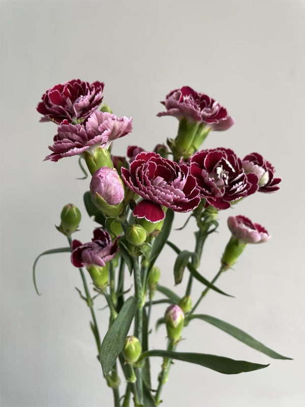Spray carnation Butterfly5 Spray carnation Butterfly5
