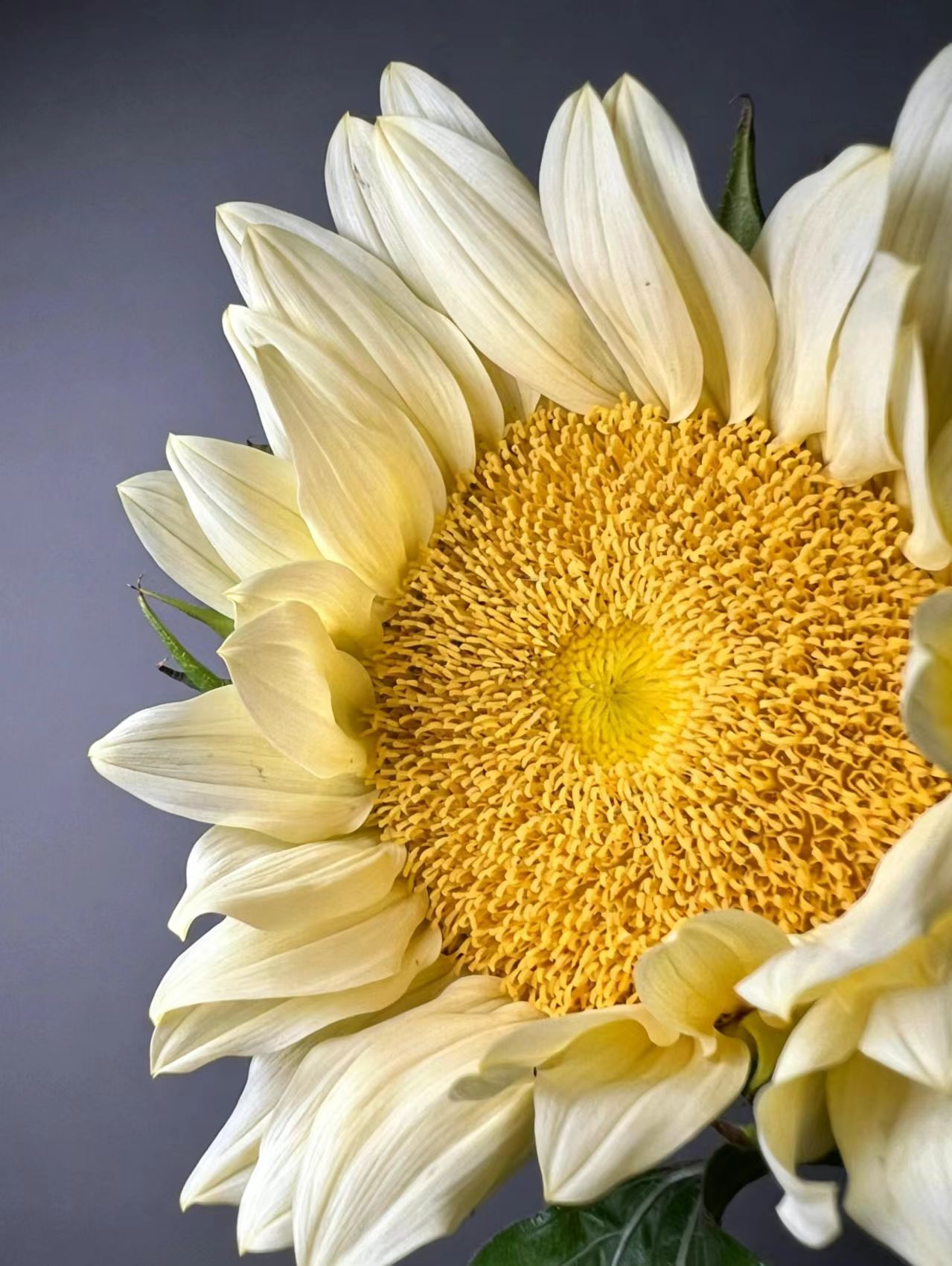 Cream Sunflower Cream Sunflower