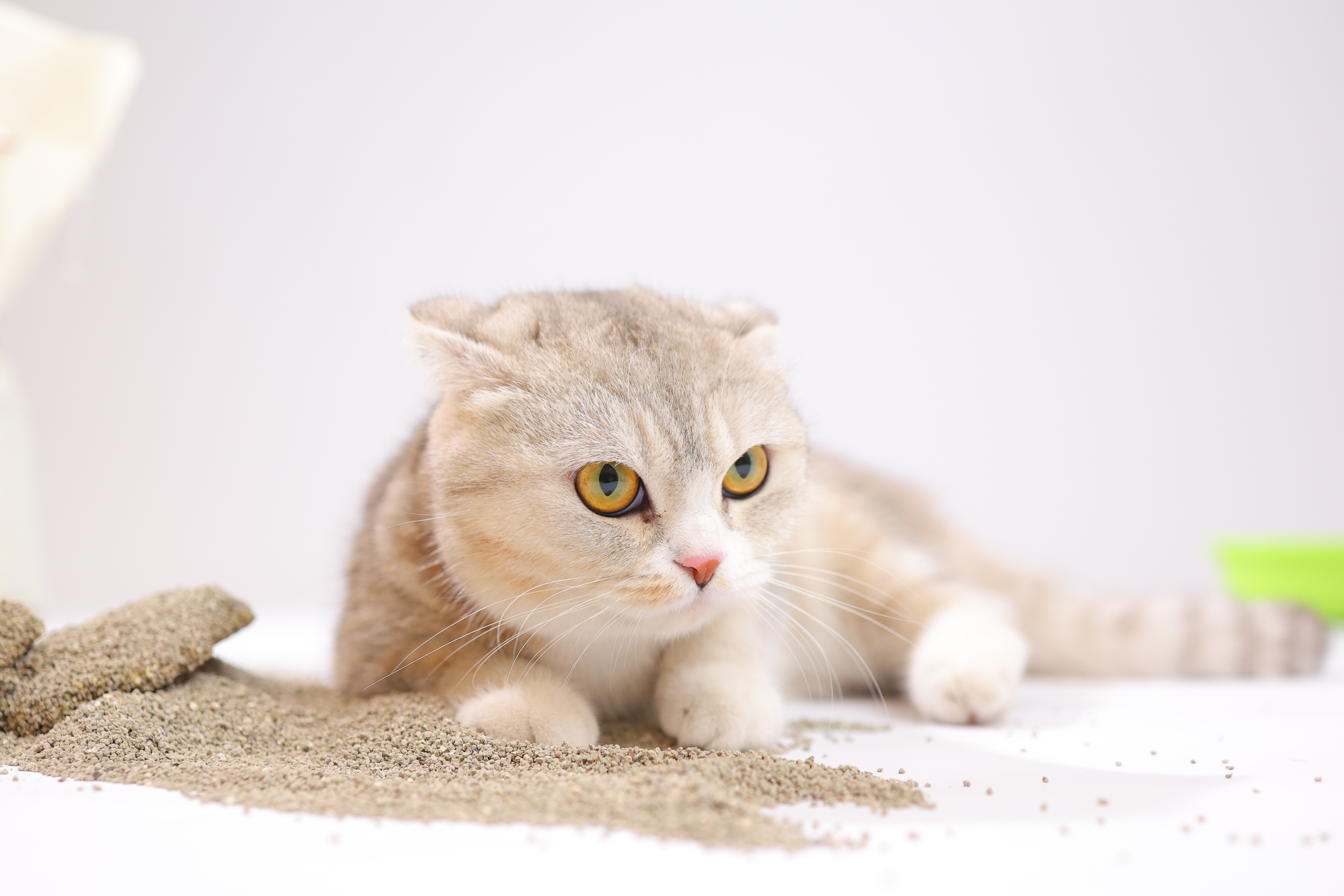 Activated Carbon Crushed Bentonite Cat Litter Activated Carbon Crushed Bentonite Cat Litter