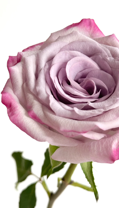 Glamorous Rose Glamorous Rose