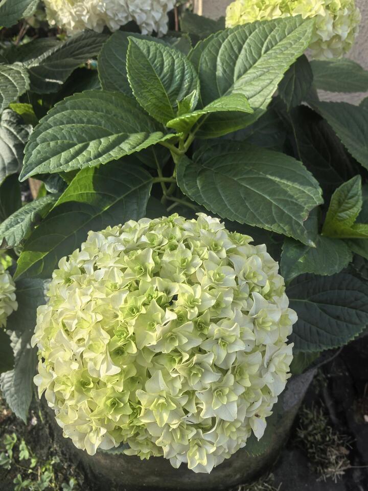 Princess Anne's Double Hydrangea Princess Anne's Double Hydrangea