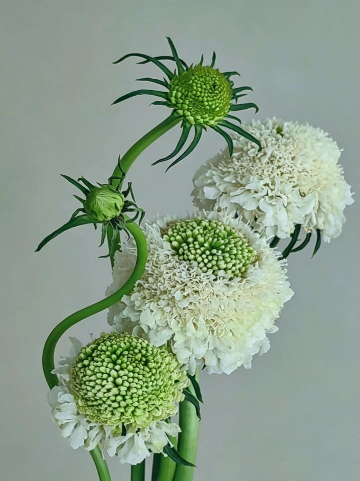 Scabious Scabious