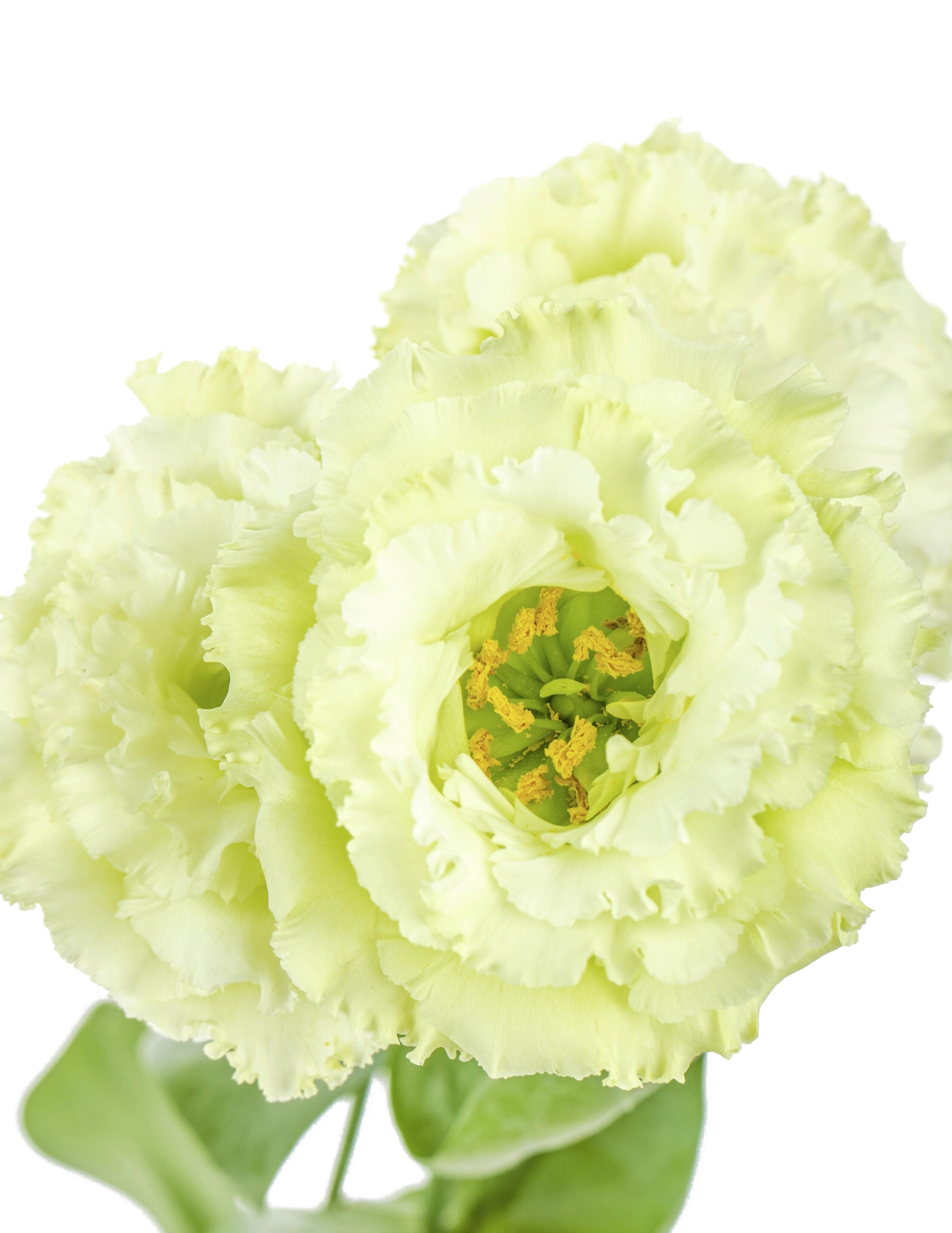 Green Lisianthus Green Lisianthus