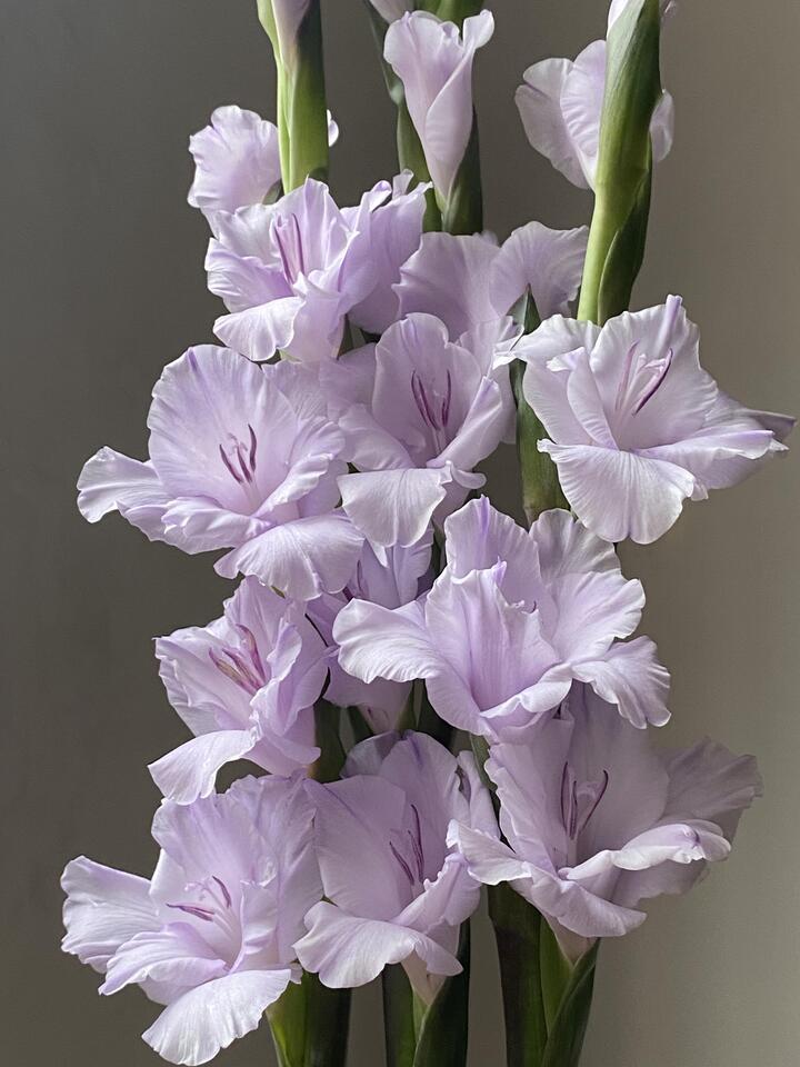Taro Purple Gladiolus Taro Purple Gladiolus