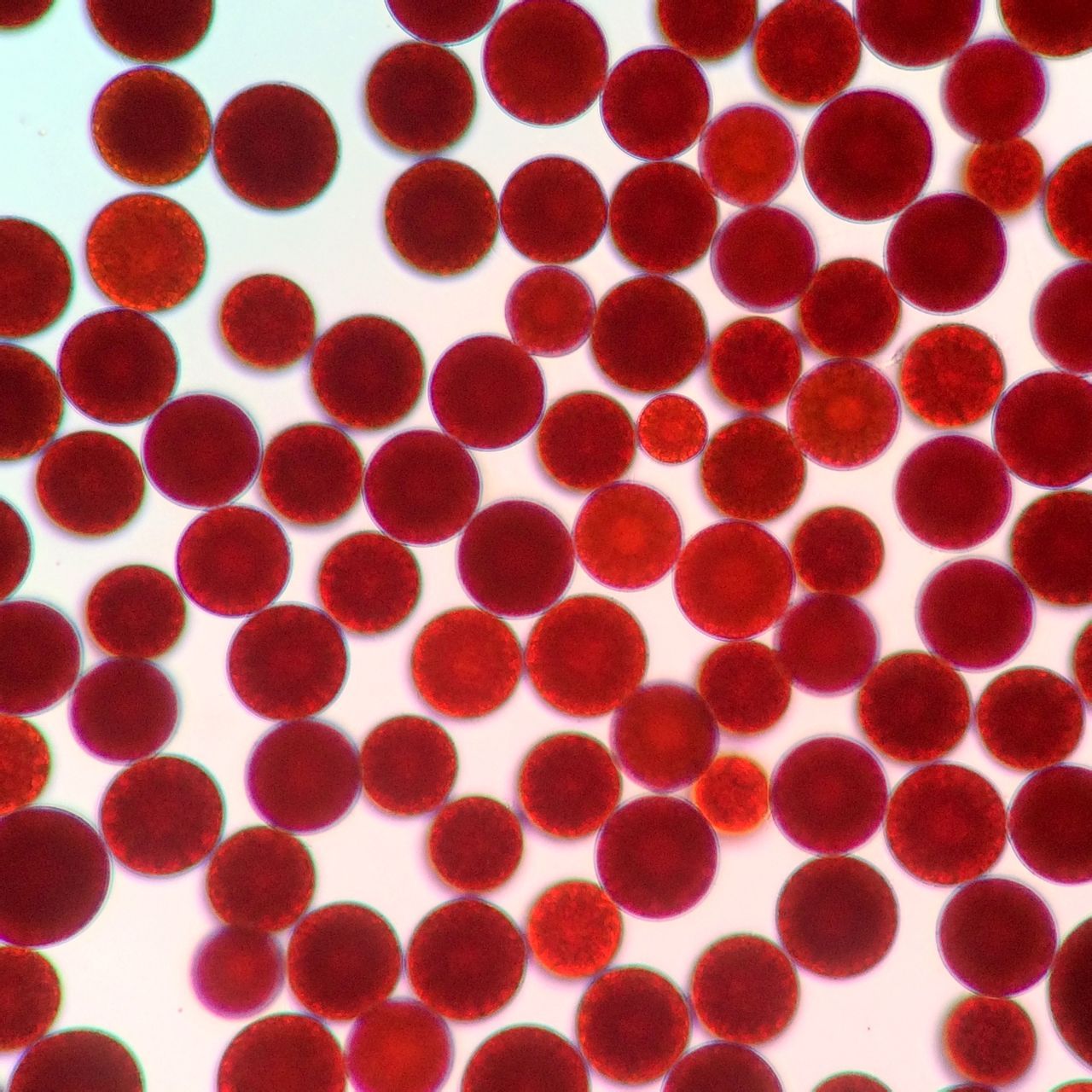 Astaxanthin Astaxanthin