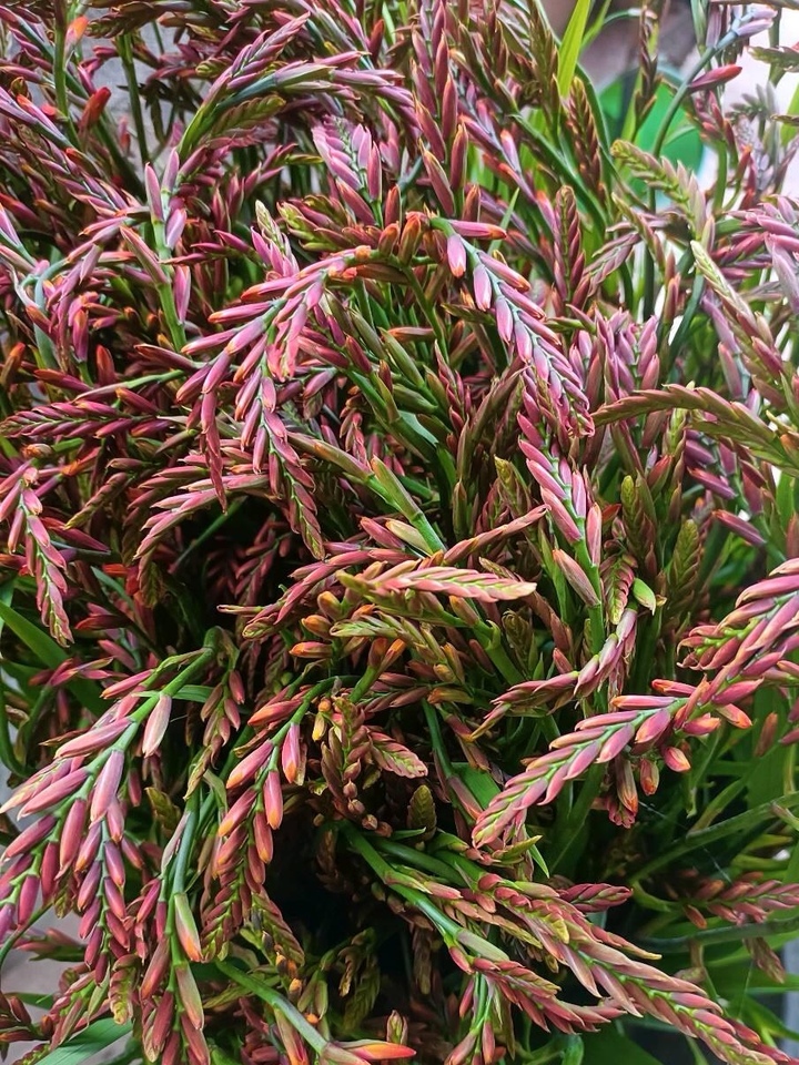 Renanthera coccinea Renanthera coccinea
