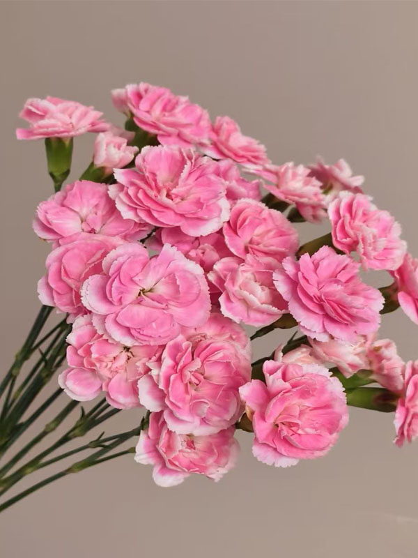 Spray carnation prince cherry2 Spray carnation prince cherry2
