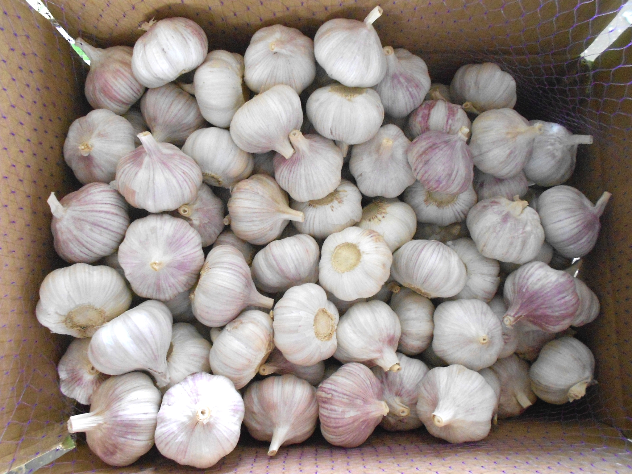 normal white garlic5.0cm_