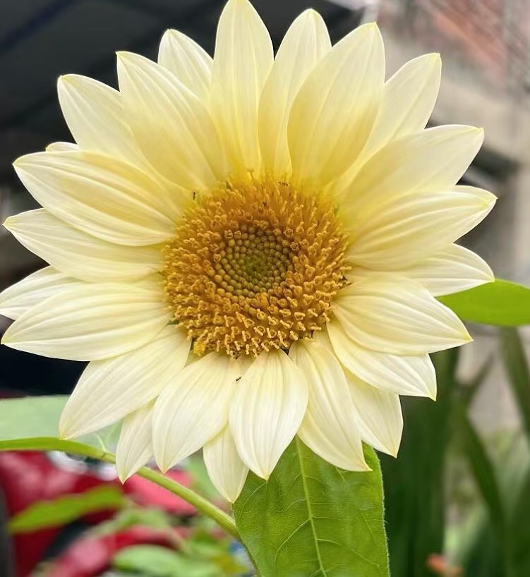 Cream Sunflower Cream Sunflower
