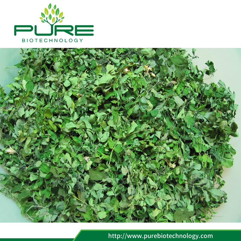มะรุมอ่อนใบแห้ง 100 สีธรรมชาติ 6 Moringa Oleifera Dried Leaves 100 Natural6